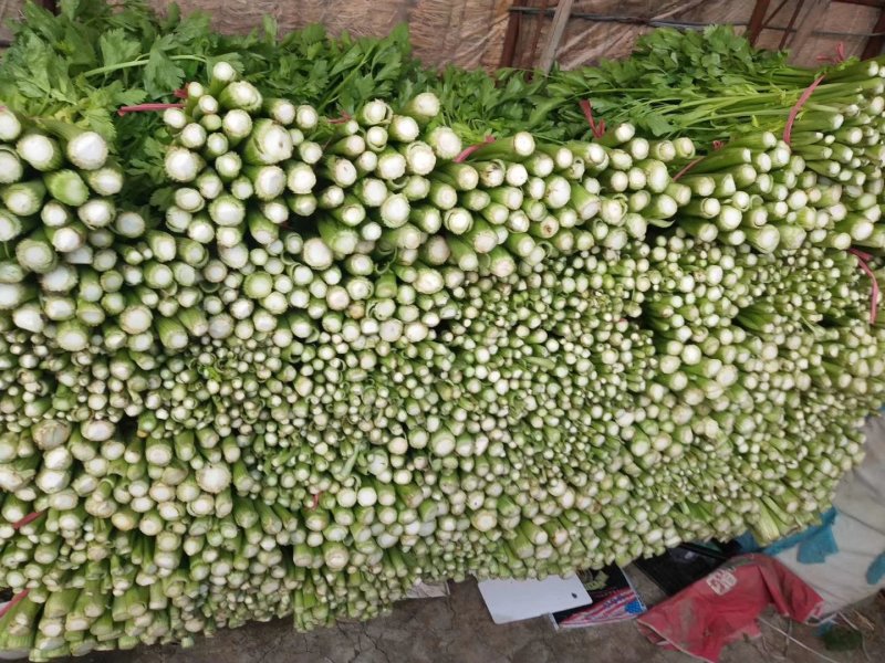 盘锦市劈掰芹菜一手货源产地批发保质保量长期供应