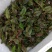 酸膜