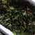 酸膜