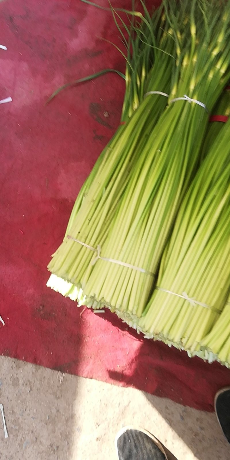 亳州市谯城区张店乡白帽蒜苔小量上市了，一次合作，终生朋友