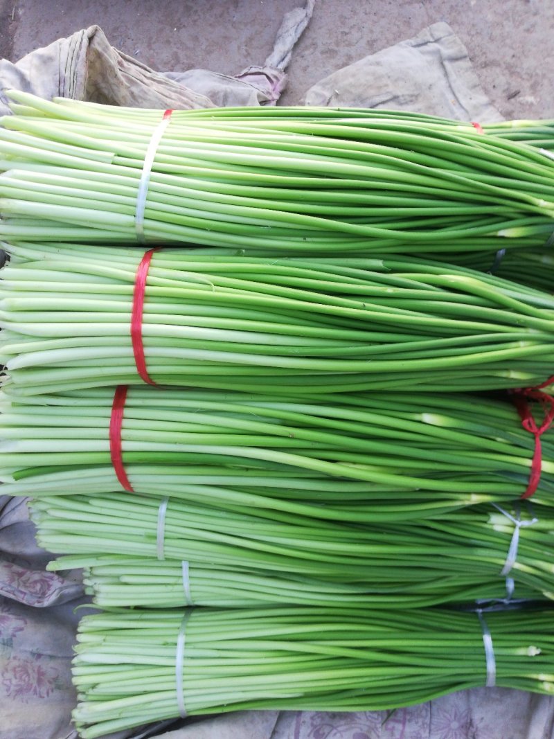 亳州市谯城区张店乡白帽蒜苔小量上市了，一次合作，终生朋友