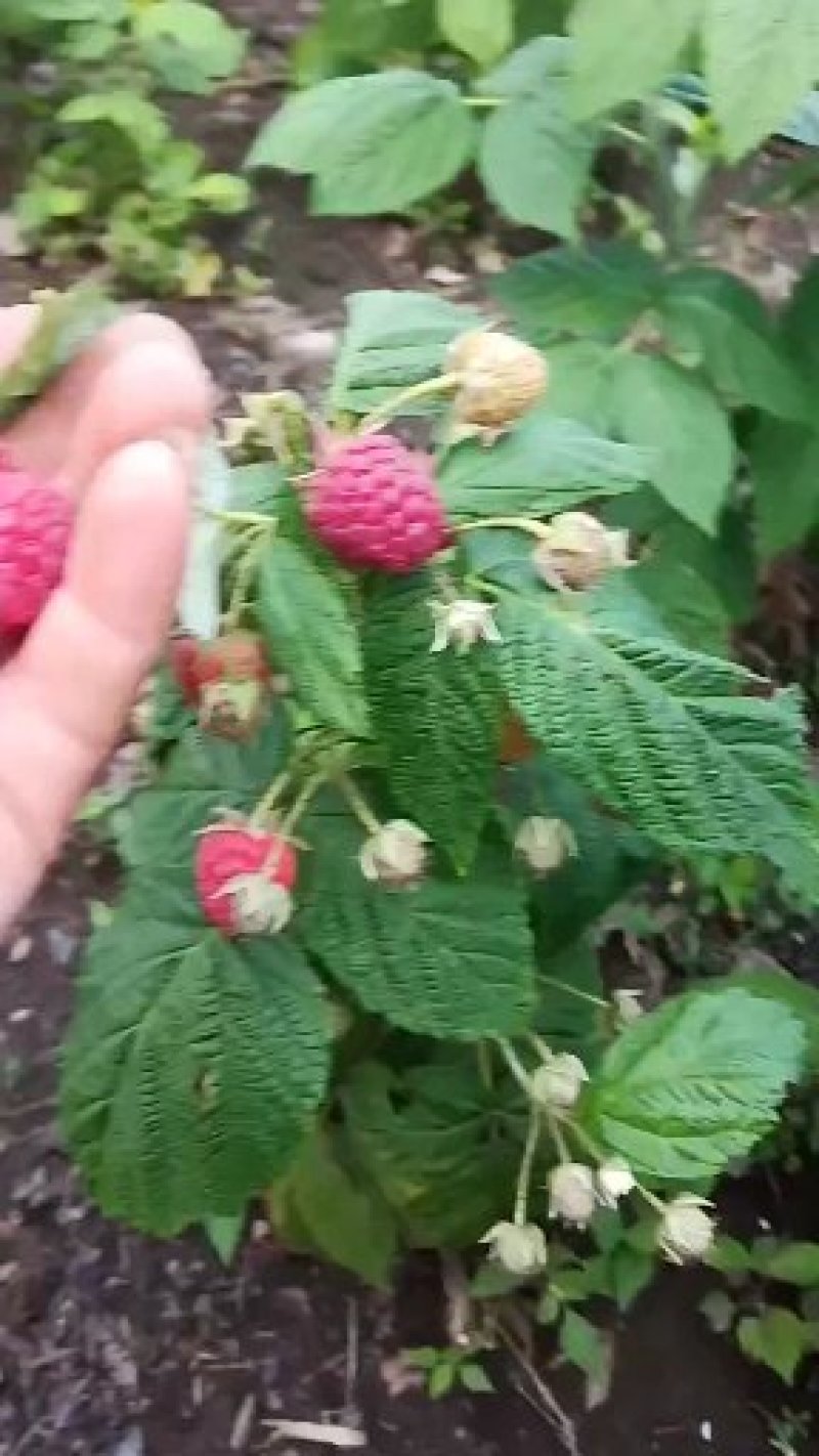 南北灯笼果苗红绿醋栗苗南北种植大地庭院盆栽抗寒不用埋当年