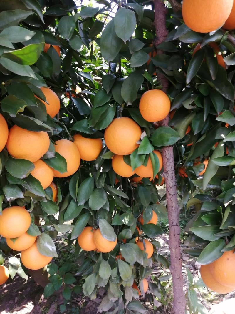 青见果冻橙大量上市了，口感好，个头大，瀑汁得不摆了。