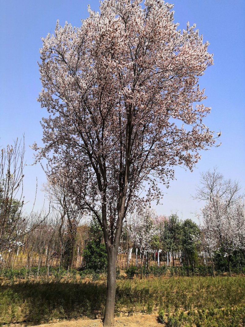 红叶李.........（3—23公分）