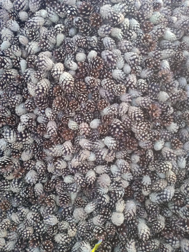 樟子松塔壳，油松塔壳，工艺品，引火取暖原料等