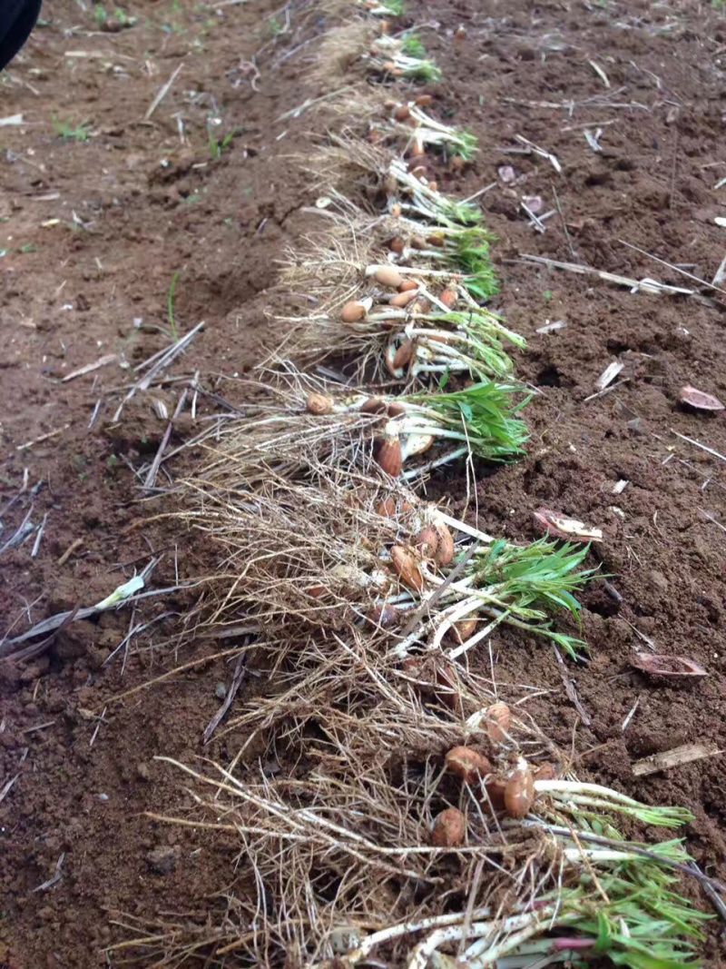 桃树苗(毛桃苗以及毛桃芽)自家育苗基地价格优惠欢迎合作