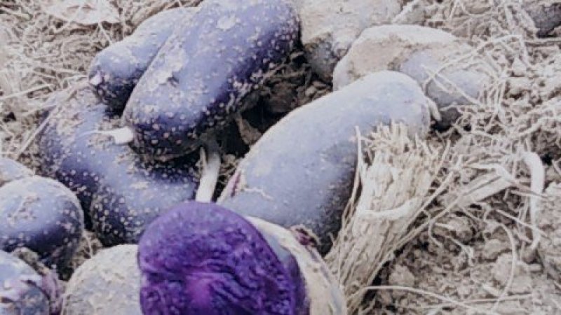 山东新鲜黑金刚土豆大量上市。产地直销。支持一件代发