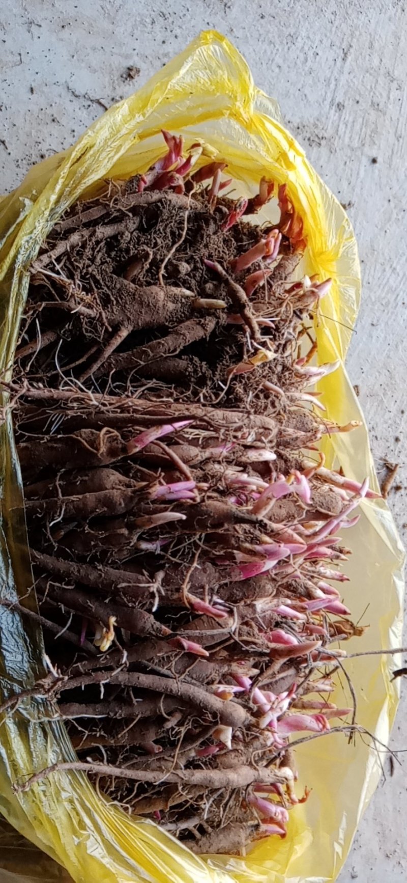 赤芍苗