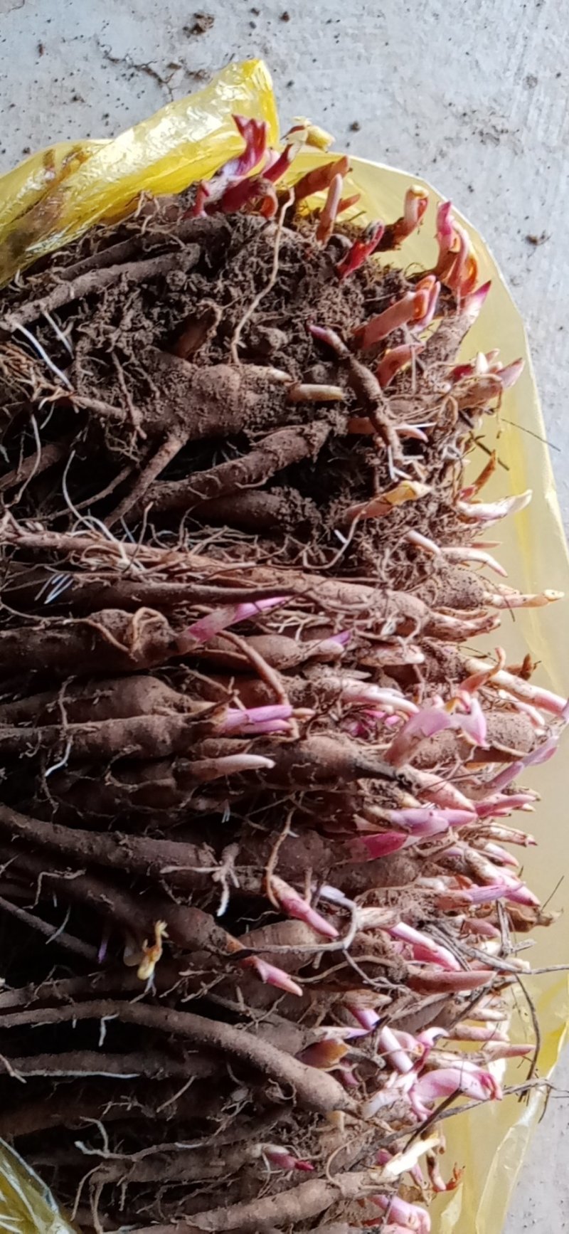 赤芍苗