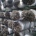 灰树花菌包菌种产品包销
