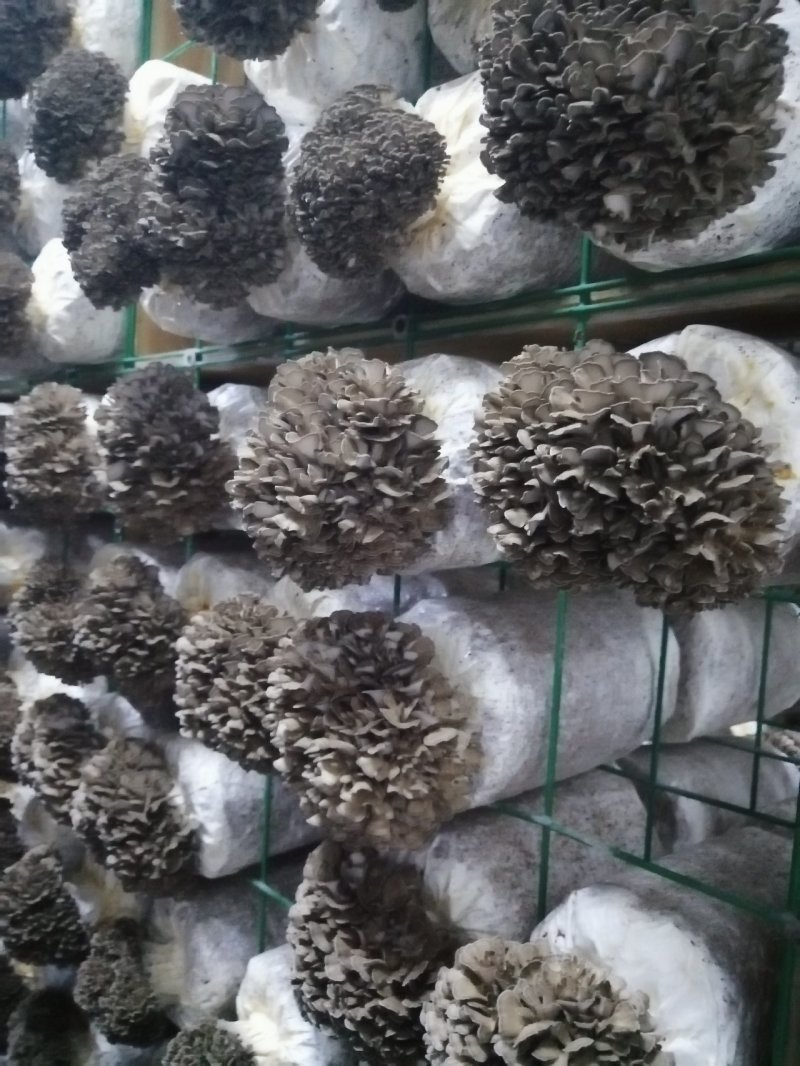 灰树花菌包菌种产品包销