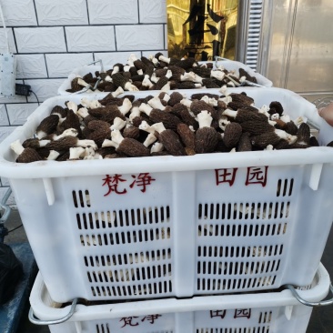 新鲜羊肚菌
