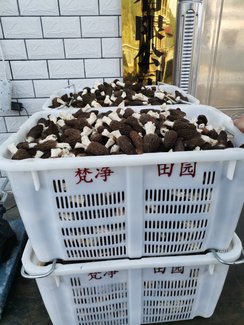 新鲜羊肚菌