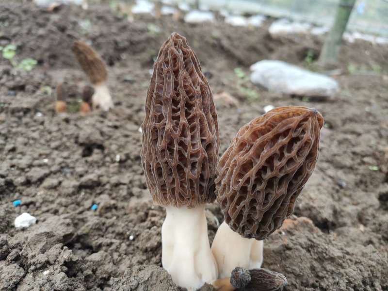 新鲜羊肚菌
