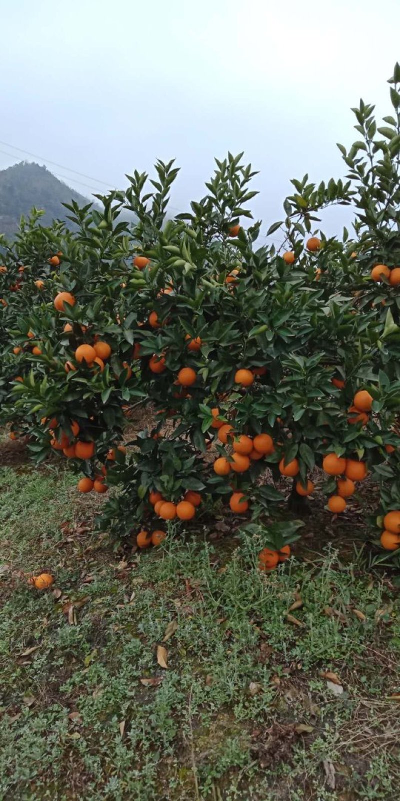 包邮超品质夏橙！电商传供一件代发！整车批发及代办！