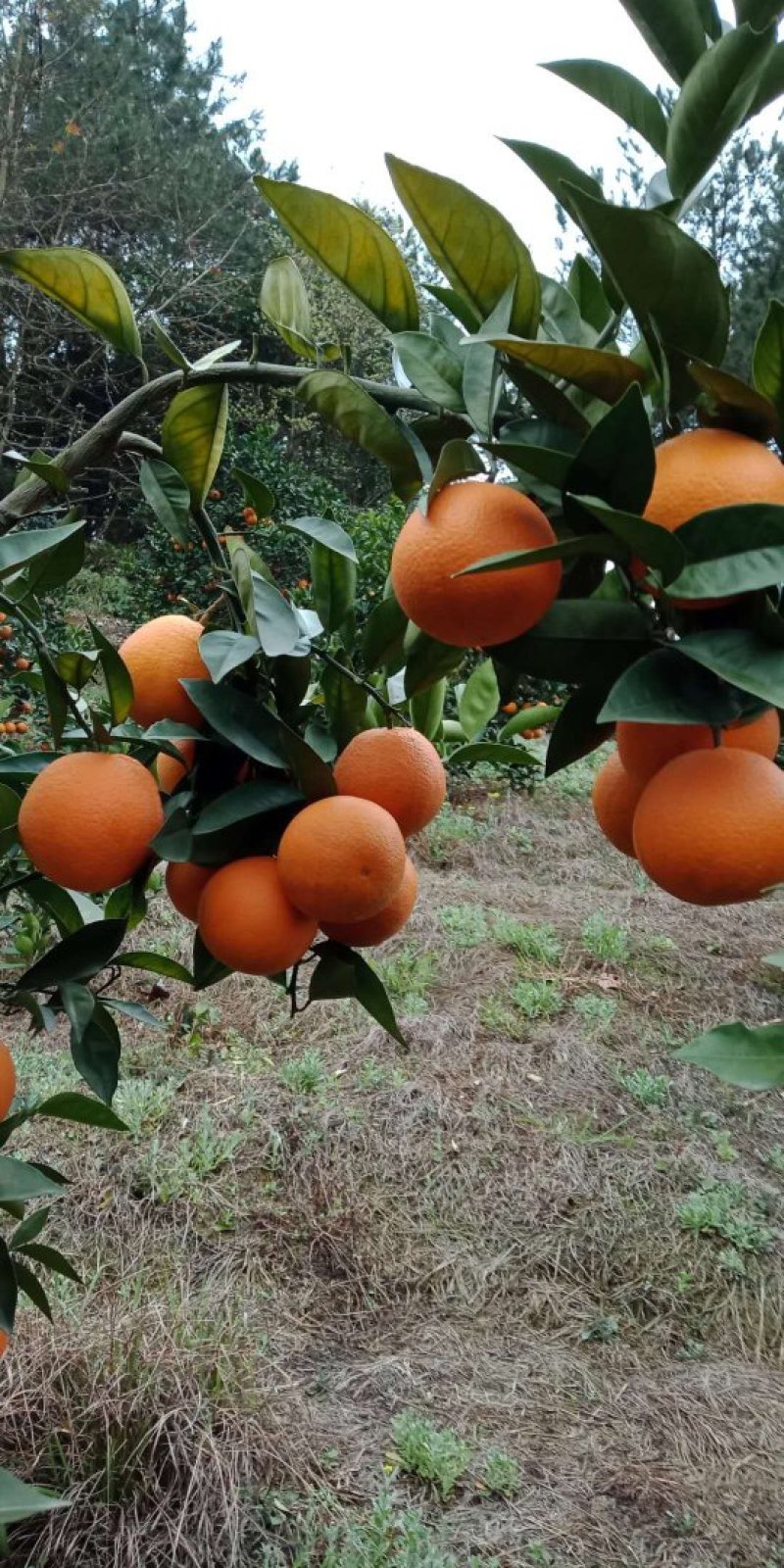 包邮超品质夏橙！电商传供一件代发！整车批发及代办！