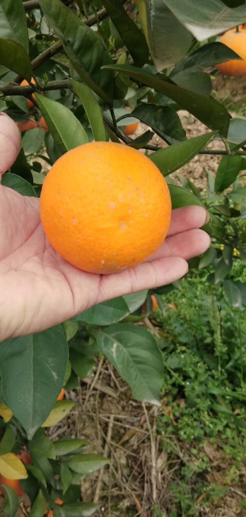 包邮超品质夏橙！电商传供一件代发！整车批发及代办！