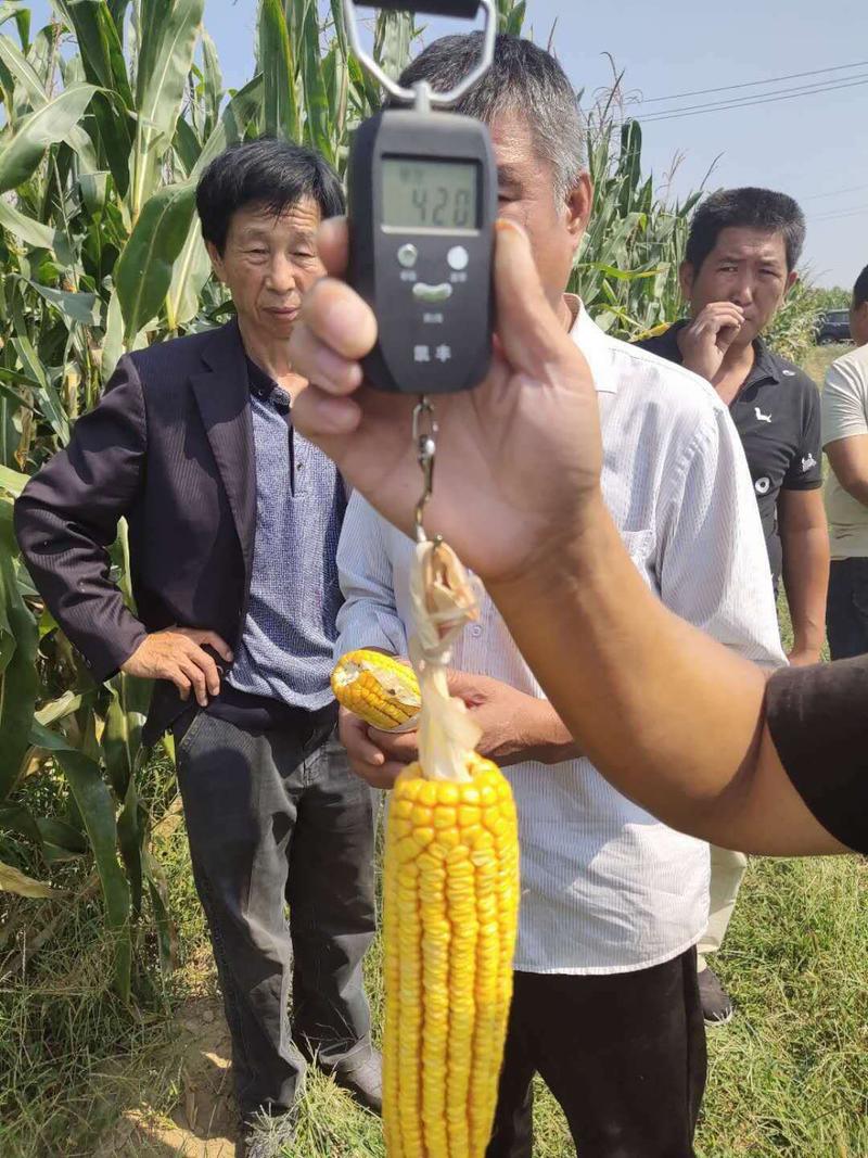 2000斤以上高产玉米种，矮穗大棒玉米种