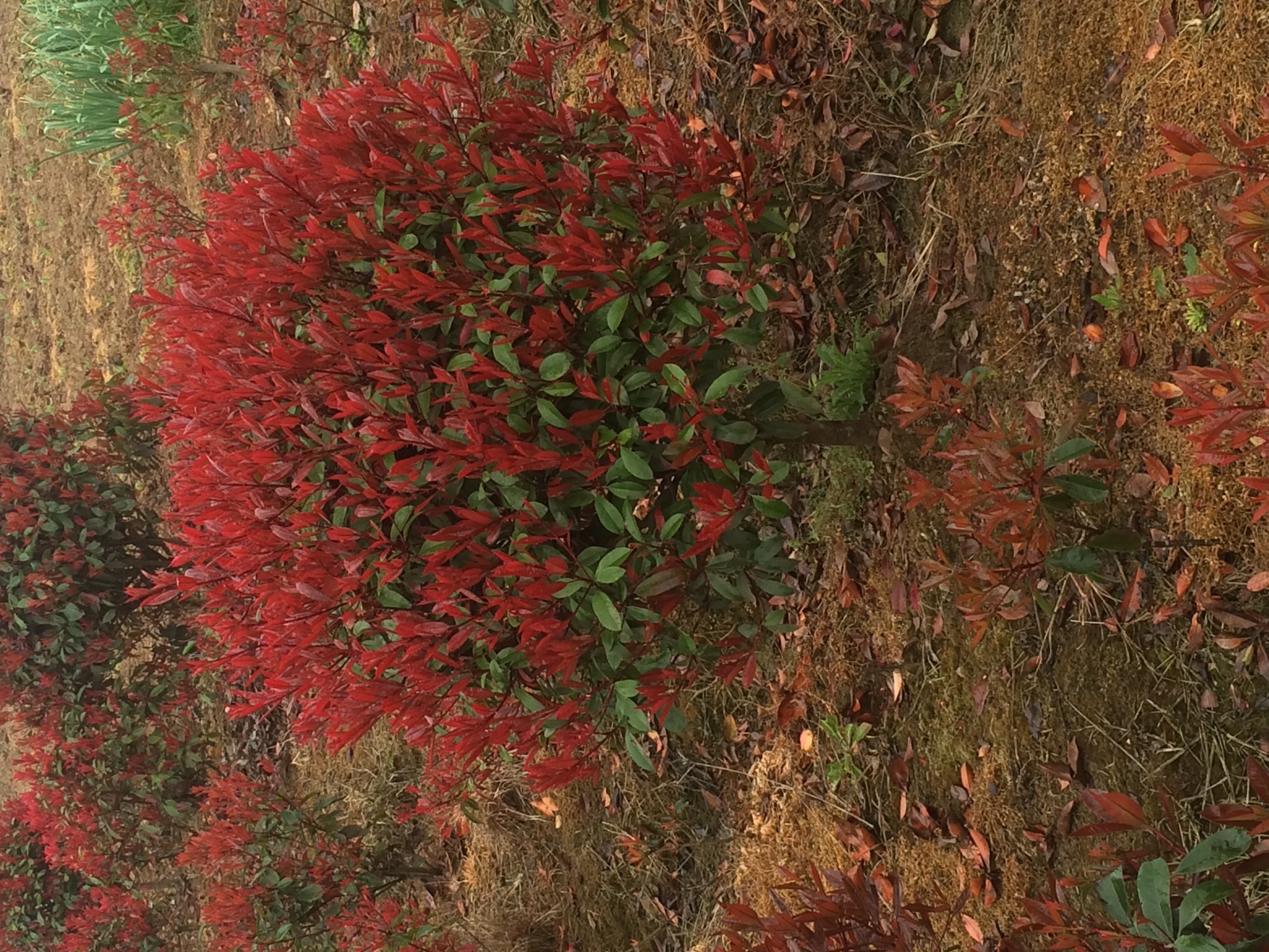 椤木石楠野生种群生境照片