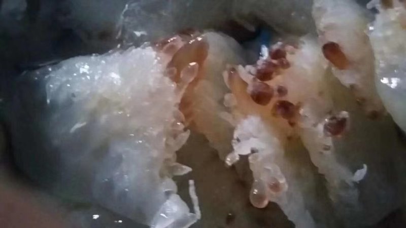 天然海蜇小花