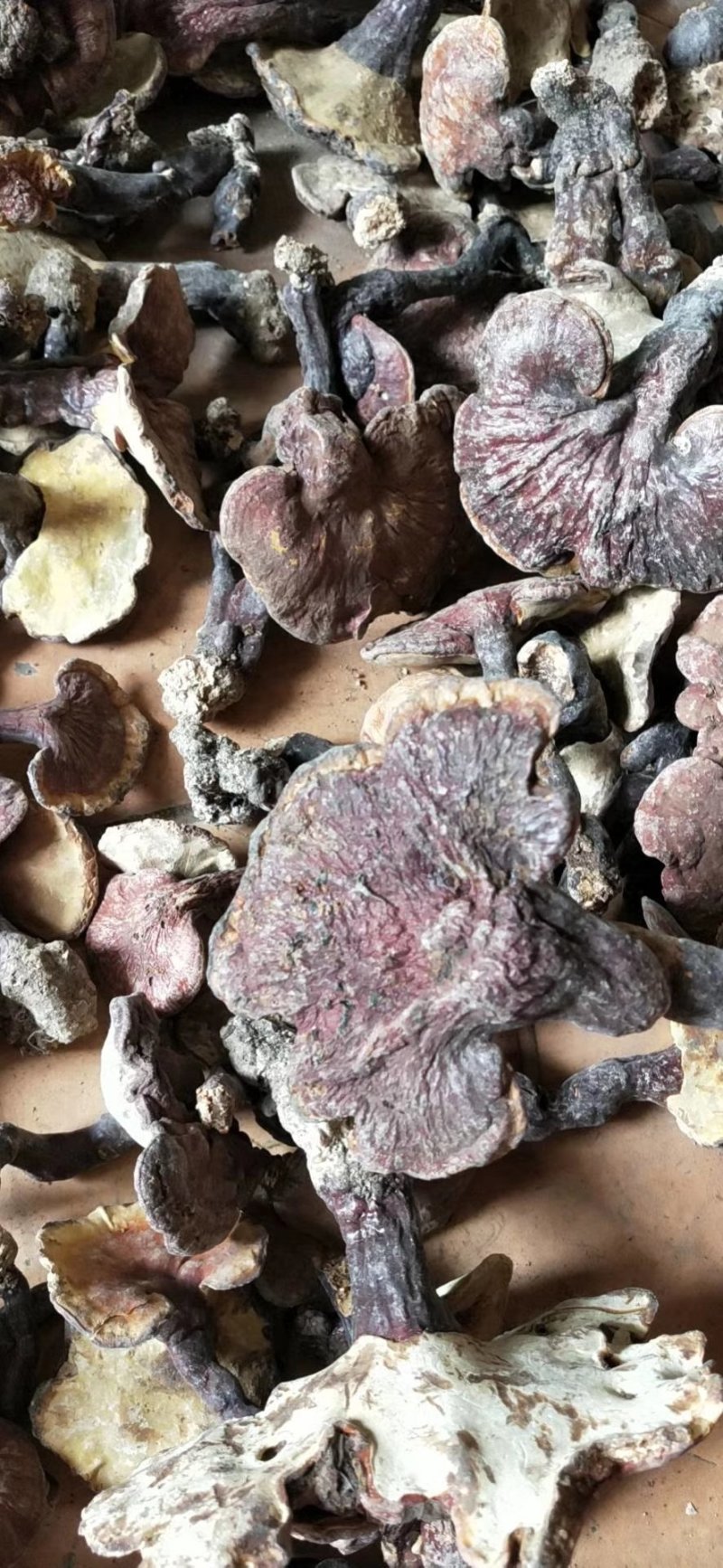 湖北秦岭野生灵芝250g大个整枝赤林芝泡酒药材可切片磨粉