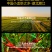 潜江龙虾15斤大份量熟食即食麻辣十三香小龙虾家庭聚会夜宵