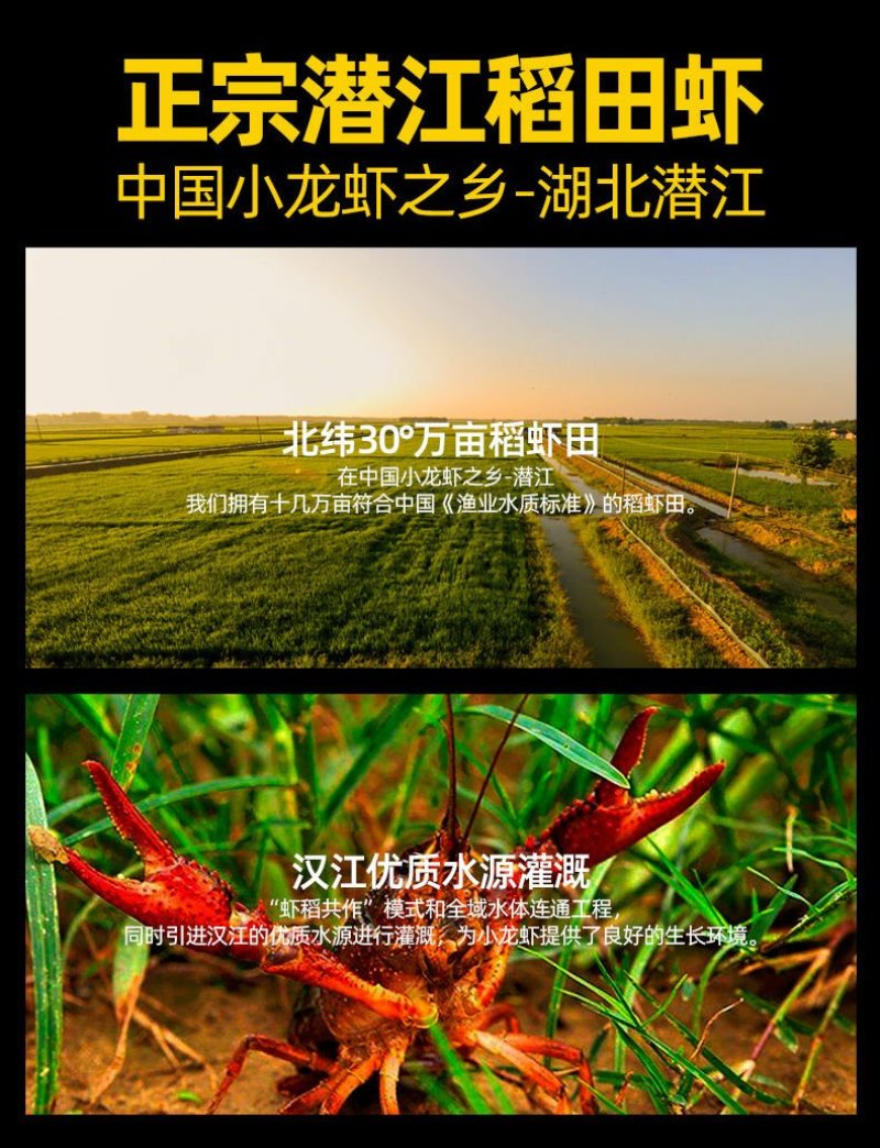 潜江龙虾15斤大份量熟食即食麻辣十三香小龙虾家庭聚会夜宵