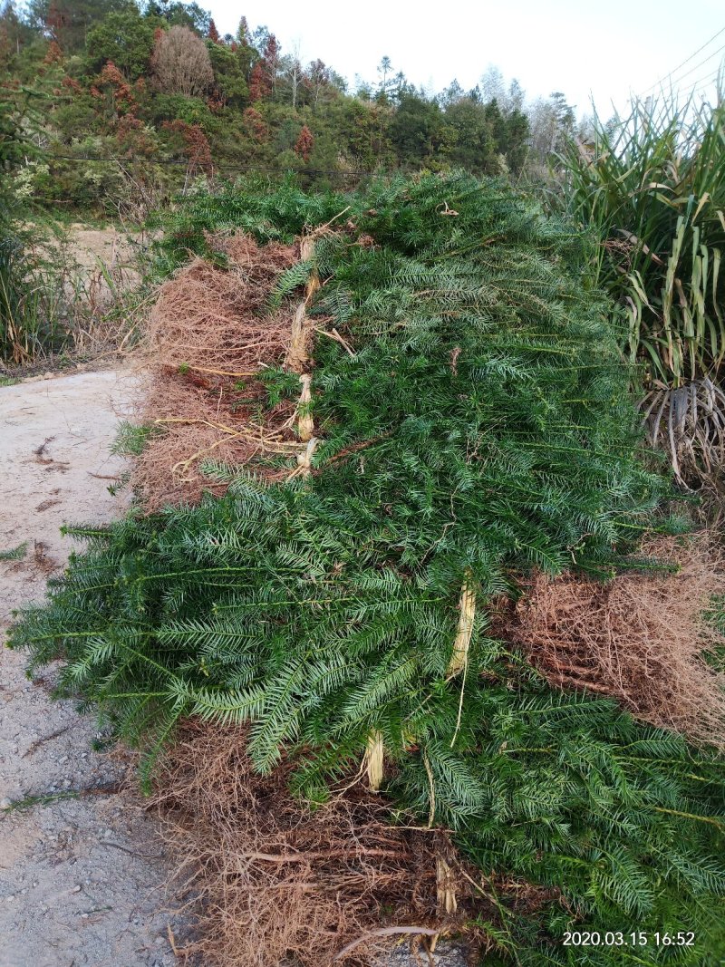 杉木苗