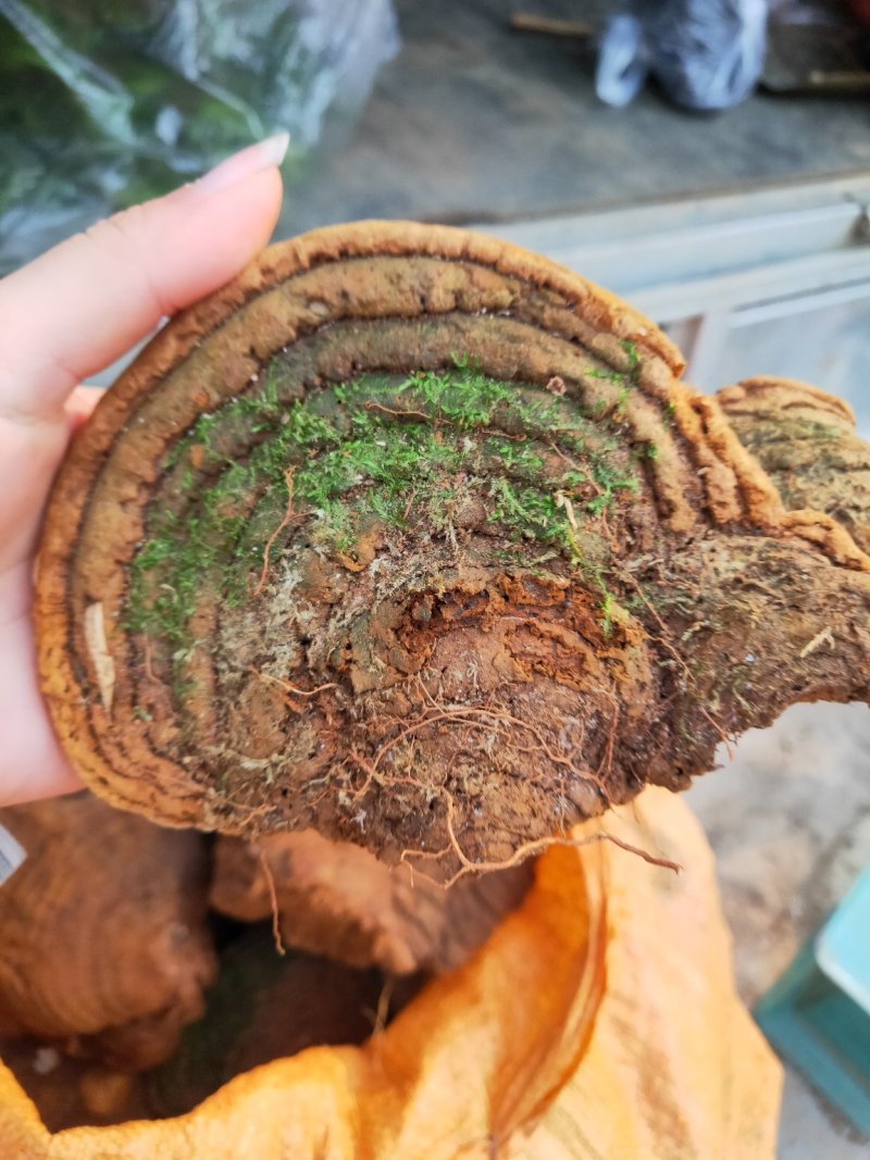 云南野生松针黄灵芝野生桑黄灵芝