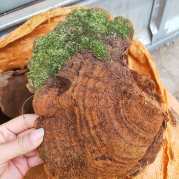 云南野生松针黄灵芝野生桑黄灵芝