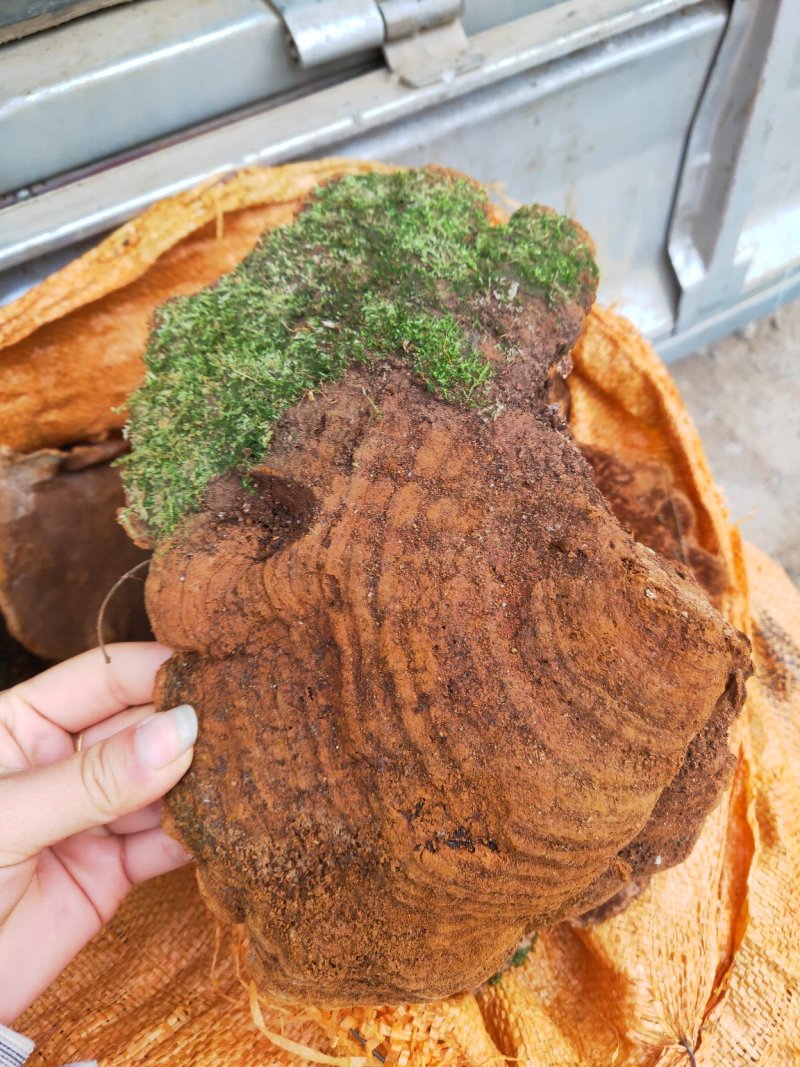 云南野生松针黄灵芝野生桑黄灵芝