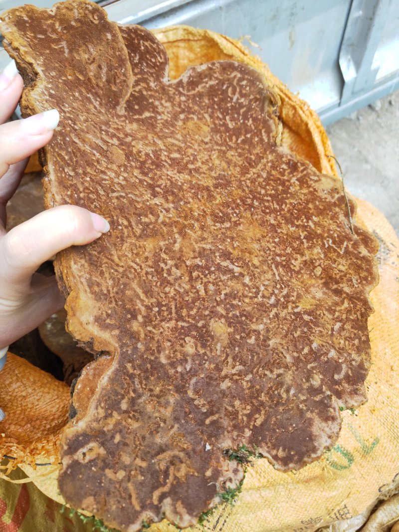 云南野生松针黄灵芝野生桑黄灵芝
