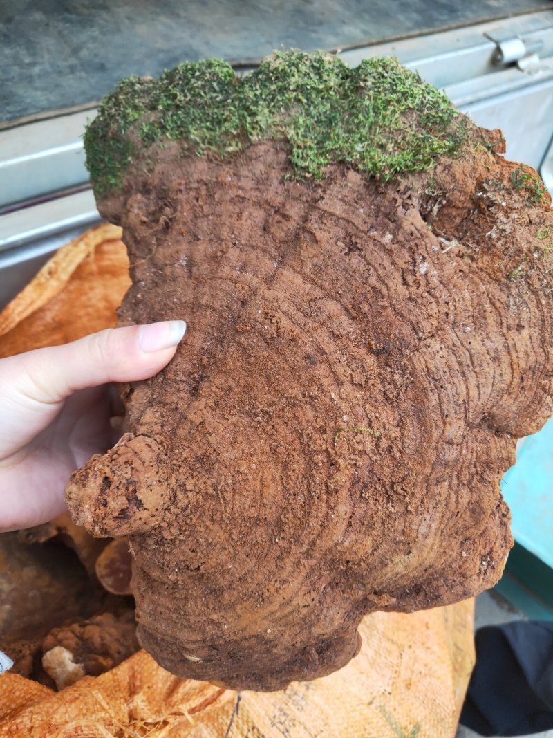 云南野生松针黄灵芝野生桑黄灵芝