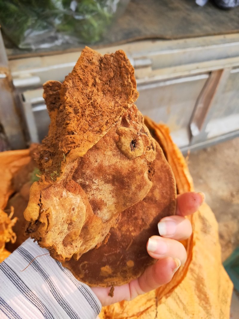 云南野生松针黄灵芝野生桑黄灵芝