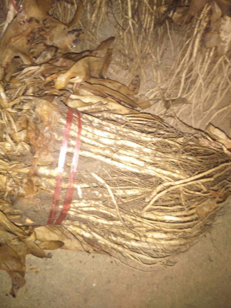 云南中药材产地销售秦艽种子种苗新货需要欢迎下单