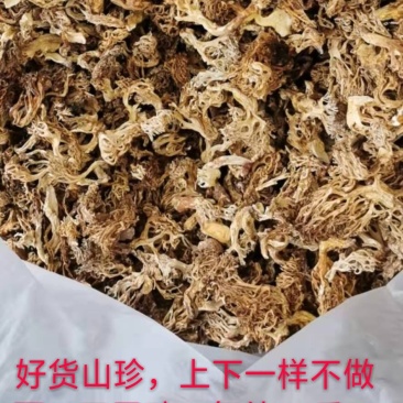 大量批发珊瑚菌，扫把菌批发