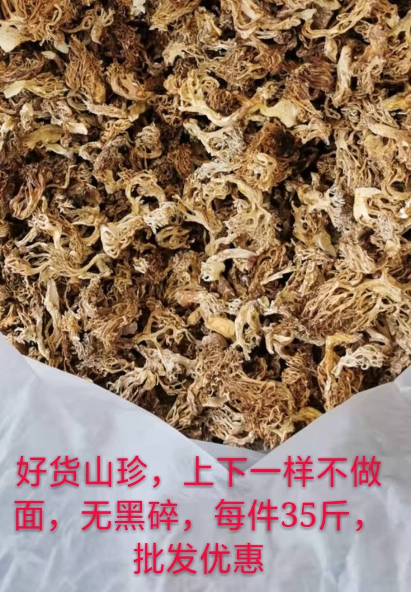大量批发珊瑚菌，扫把菌批发