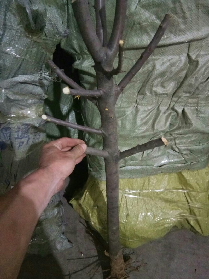 5公分苹果树