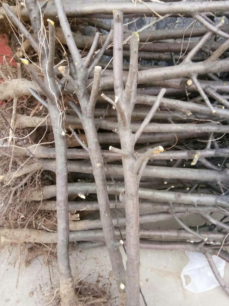 5公分苹果树