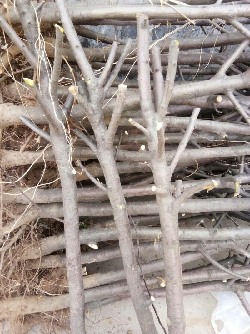 5公分苹果树