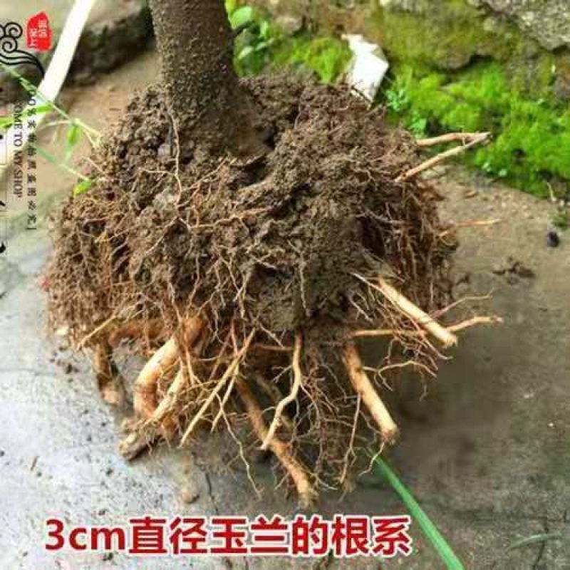 玉兰花苗树苗，紫玉兰，白玉兰，黄玉兰，广玉兰