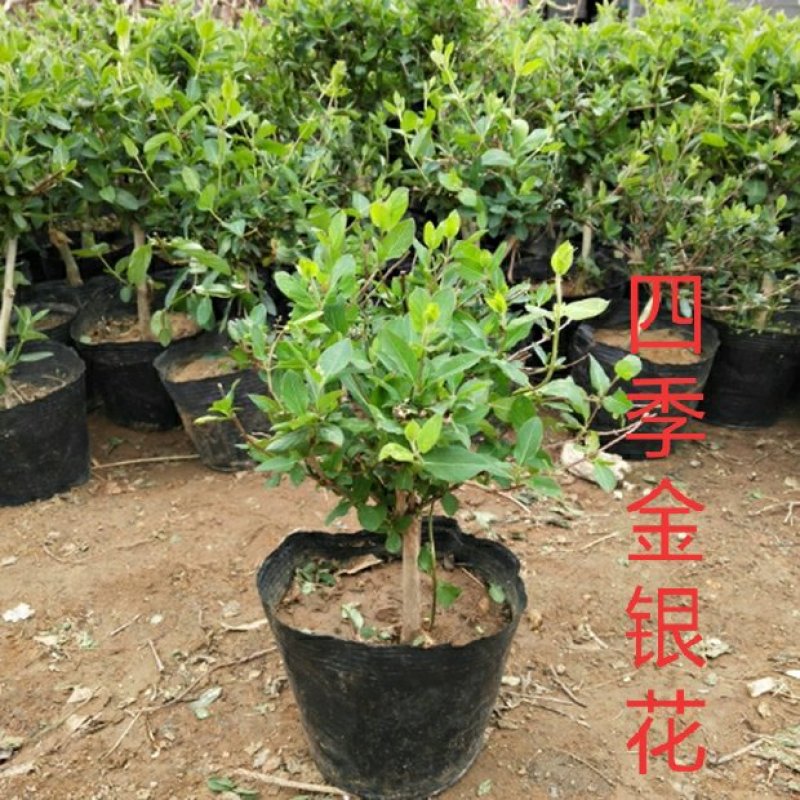 树形爬藤金银花观赏盆栽地栽四季金银花红金银花