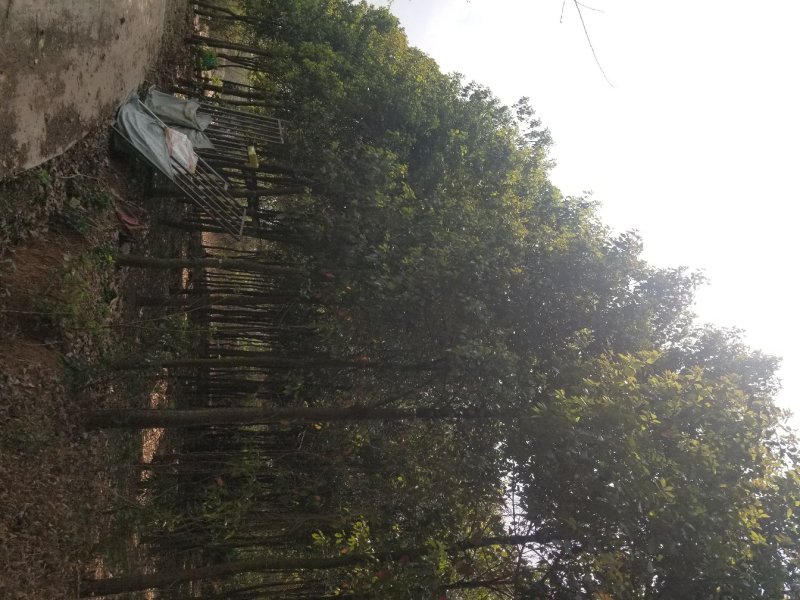 成型花卉，苗木