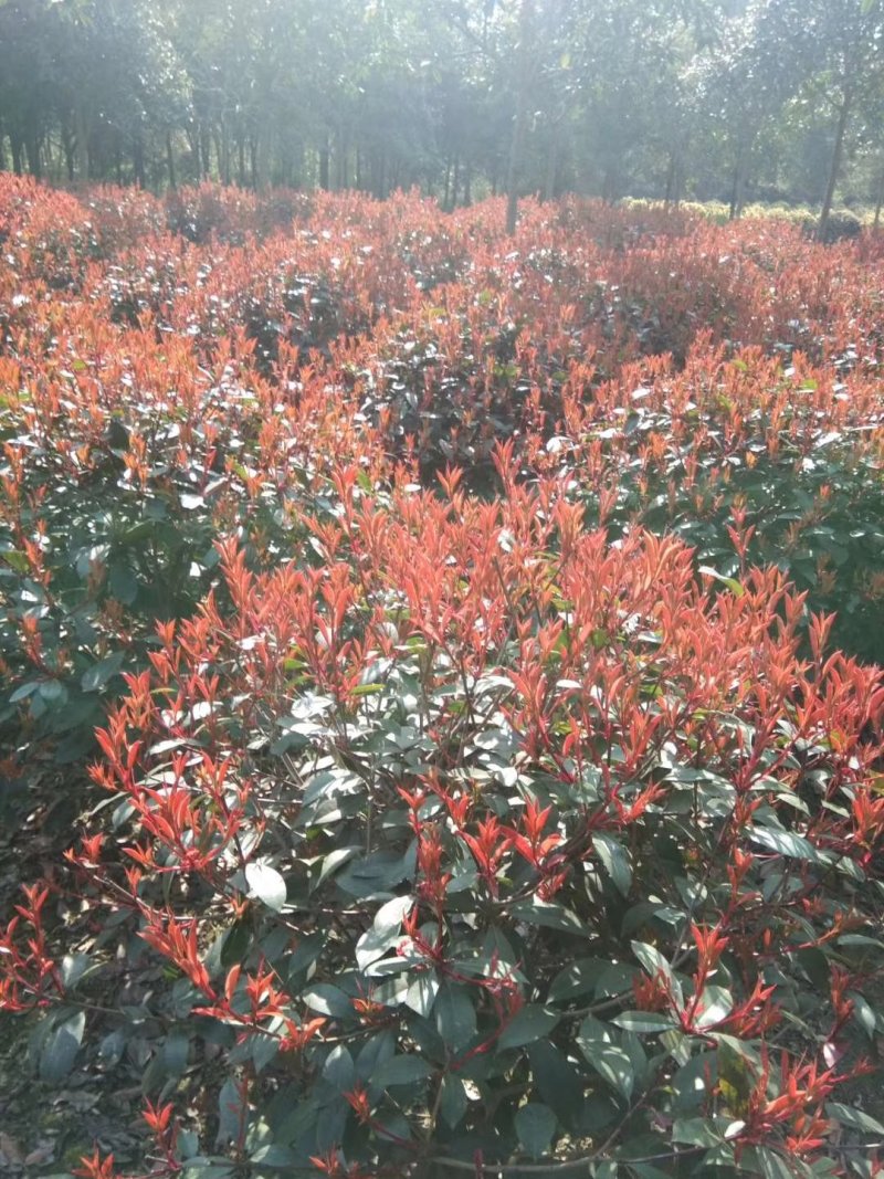 成型花卉，苗木