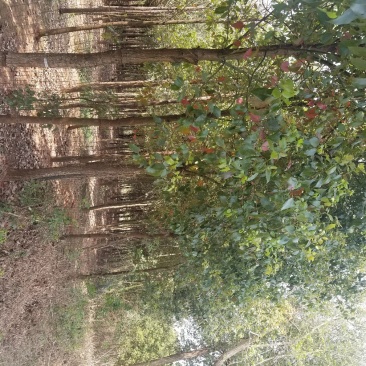 成型花卉，苗木