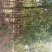 成型花卉，苗木