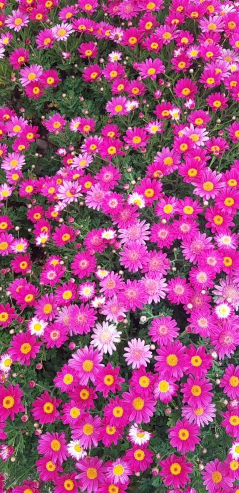成型花卉，苗木