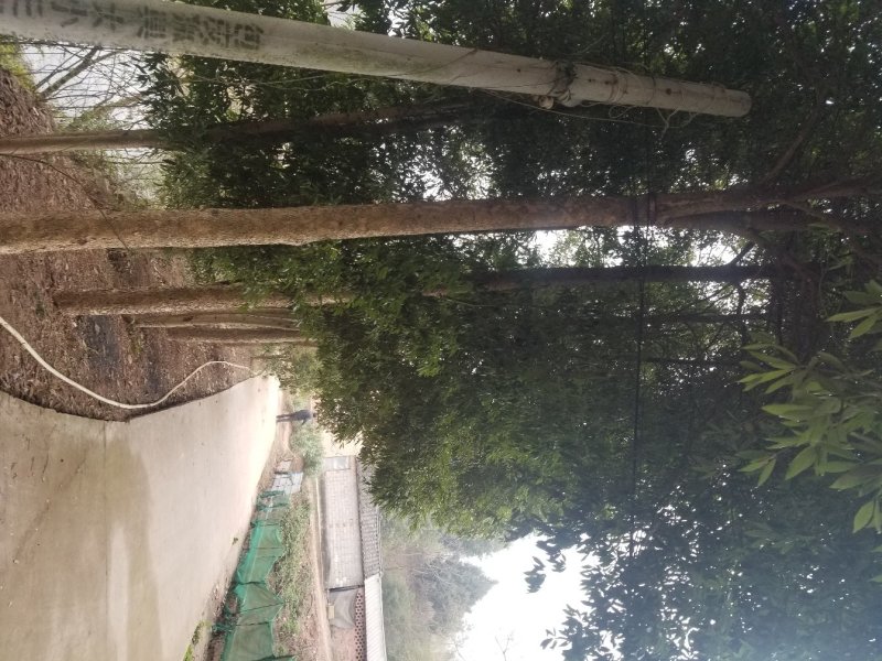 成型花卉，苗木