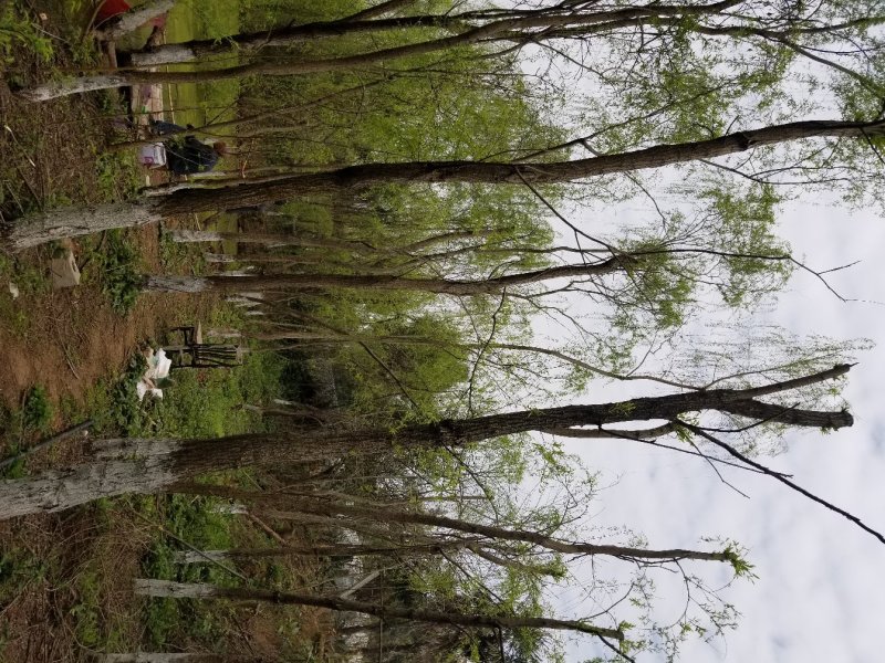 成型花卉，苗木
