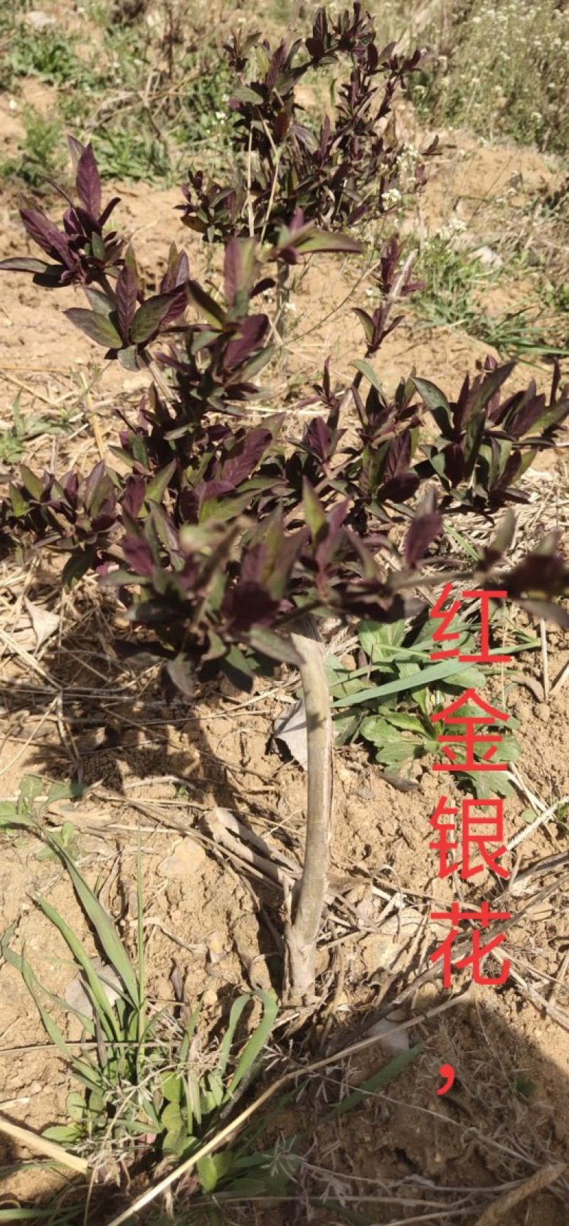 树形爬藤金银花观赏盆栽地栽四季金银花红金银花